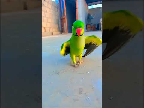 Smart Parrot spricht auf intelligente Weise 😂😂#talkingparrot #shorts