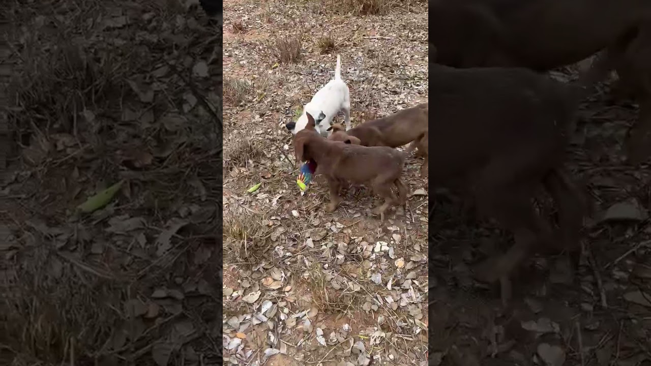 Enlarge Johnny, a ADOPTABLE mixed breed in Paramus, NJ video 6/6