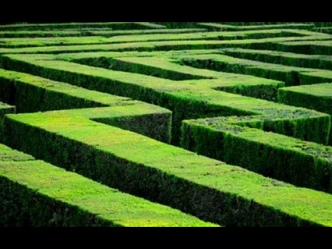 Do Lab Rats Dream of Running Mazes?