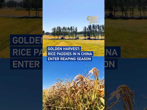 Golden harvest: Rice paddies in N China enter reaping season #coolchina