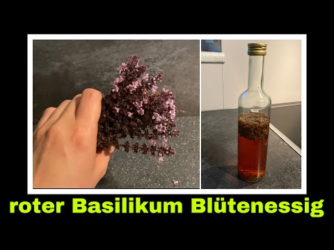 Basilikum Blüten - Essig aus rotem Basilikum ansetzen | Selbstversorgung: Kräuteressig
