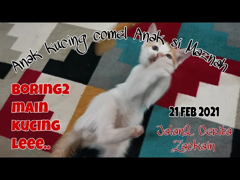 Anak Maznah si Kucingku