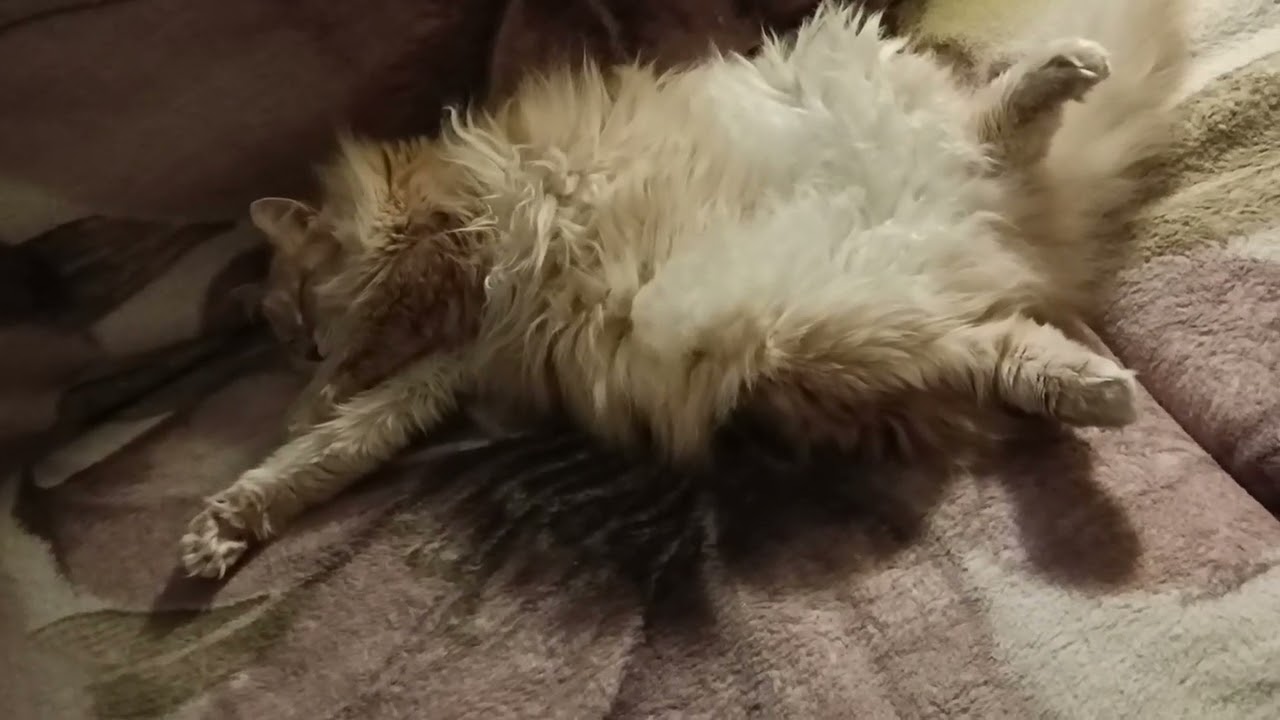 Зевнул, отвернулся....