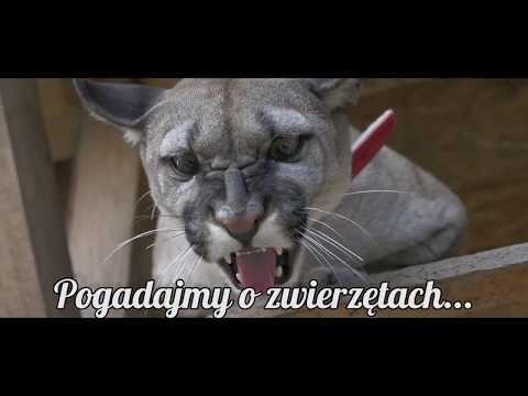 FACTS ABOUT LIVING WITH A MOUNTAIN LION