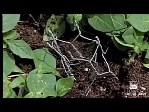YouTube video about: How to keep birds from nesting in hanging plants?