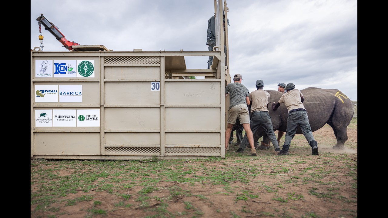 Rhino Rewild: impact in action