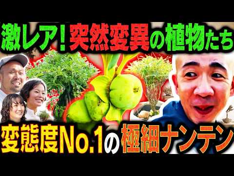 【ひょうろく旅】突然変異の植物だらけの研究所!ひょうろくの優柔不断すぎる盆栽作り@奈良🌱/変態植物倶楽部 旅バラエティSeason2/毎週3回新作配信中✨ #ひょうろく#珍奇植物 #観葉植物