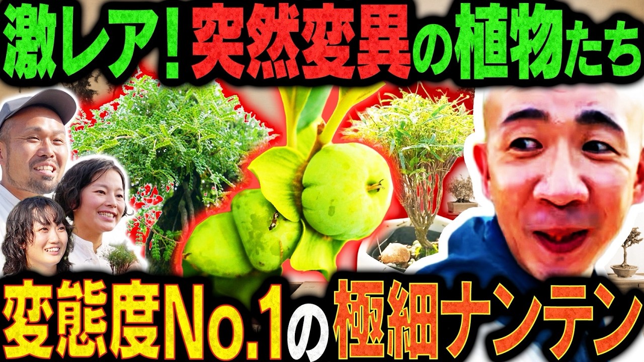 変態植物倶楽部 列島縦断！ひょうろくの未確認変態は何処に | テレビ大阪