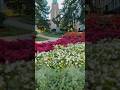 This Is The True Beauty Of Peace Of Mind ️ Finland Suomi Viral Beautiful Flowers Summer