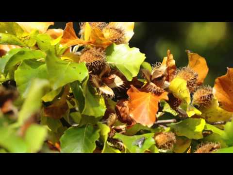 Bachblüte Beech - Buche