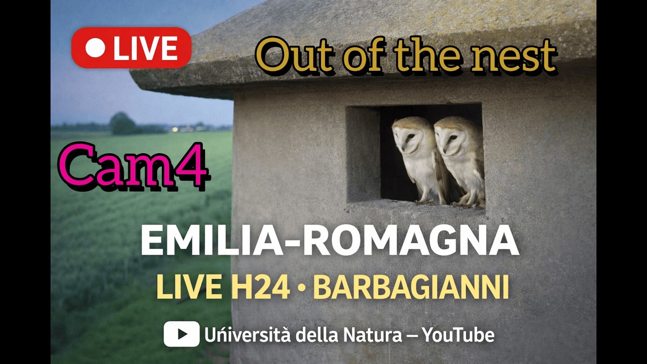 Live webcam view of Barn Owl Nest Box Perch Cam