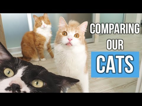 貓咪大比較 (Comparing our cats)