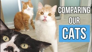 [問題/行為] 貓貓個性和品種有關嗎