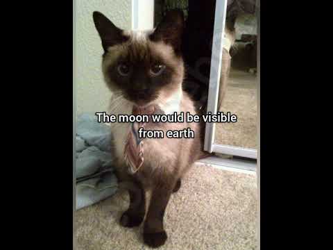Thr moon would be visible fro earth #cat #funny #fyp #meme #georgieebom