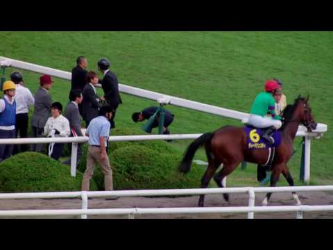 2016年10/23　 第77回 菊花賞（GI）　本馬場入場