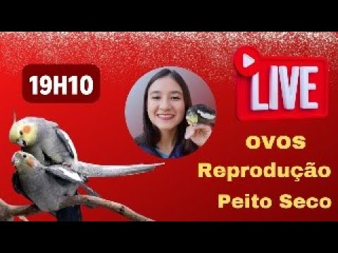 LIVE  REPRODUÇÃO DAS CALOPSITAS