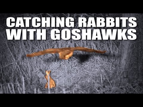 Catching rabbits with goshawks + a fox Catching rabbits with goshawks + a fox