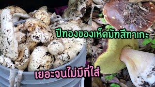 Ep.1 4/4 เก็บเห็ดผึ้งหวานและเห็ดมัทสึทาเกะในป่าเดียวกัน เยอะมากจนล้นถัง 14/12/21
