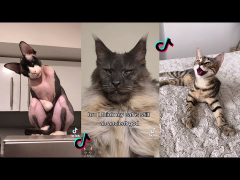 YouTube video about: Which word was supposed to be cat?