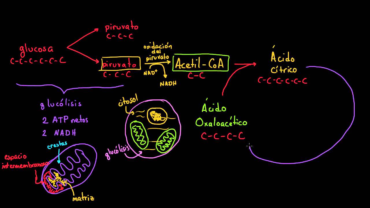 Ciclo de Krebs o del ácido cítrico | Respiración celular | Biología | Khan Academy en Español