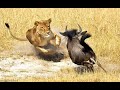 How Lions Attack Wildebeest Lion Attack Wildebeests Big Wildlife