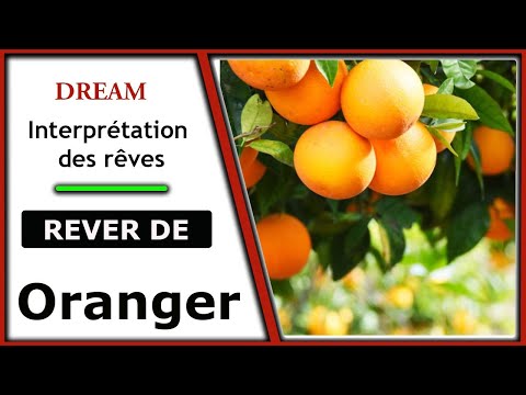Interprétation et signification du rêve Oranger | signification rêves | dictionnaire des reves