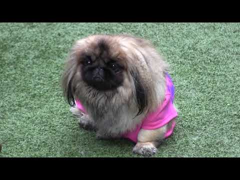 FuquaVision: Section 8 - Fuqua Pets