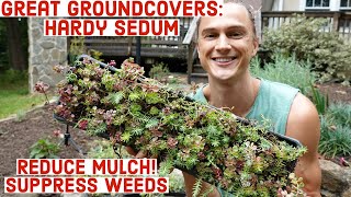 Great Groundcovers: Hardy Sedum (Stonecrop) Reduce Mulch & Suppress Weeds