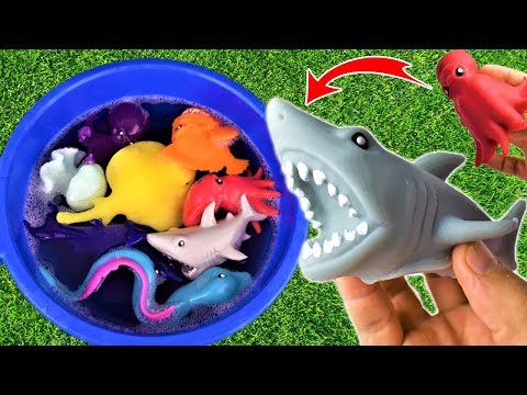 download lagu mp3 mp4 Medusa Animal Salvaje, download lagu Medusa Animal Salvaje gratis, unduh video klip Medusa Animal Salvaje