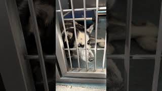 Video preview image #1 Siberian Husky Puppy For Sale in Pasadena, CA, USA