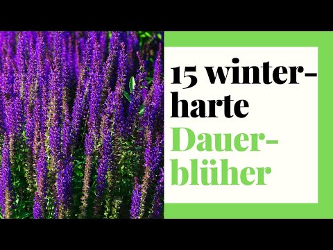 , title : '15 winterharte Dauerblüher - Stauden für Garten, Kübel und Balkon'