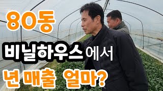 80동 비닐하우스 년매출 대~박 사장님  #포천시금치