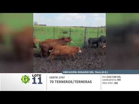 Lote 70 Terneros/as en Rosario del Tala