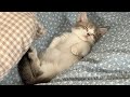😂 Funniest Cats and Dogs Videos 😺🐶 || 🥰😹 Hilarious Animal Compilation №363