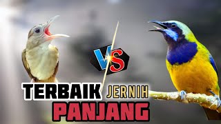 Download lagu 🔴 MASTERAN TERBAIK JERNIH PANJANG CUCAK CUNGKOK VS KAPAS TEMBAK cocok buat muraibatu, cucak ijo, mp3