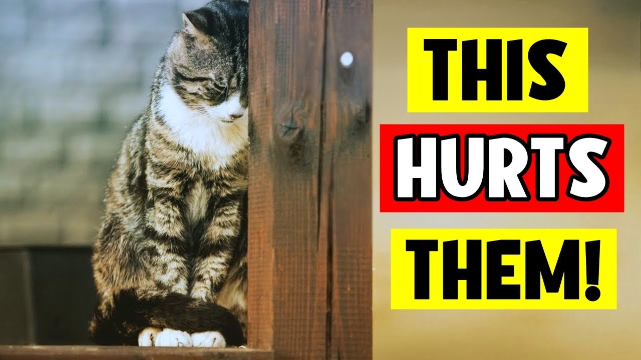 These 10 Everyday Things HURT Your Cat's Feelings!