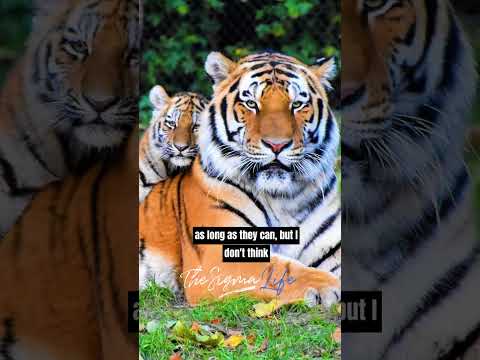 Joe Rogan on How Lions and Tigers Differ