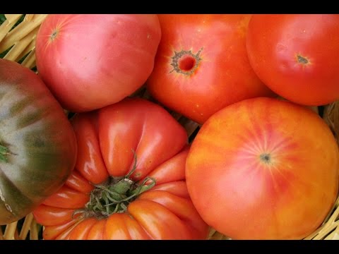 Six different heirloom tomatoes, and a little about them