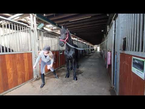 Stal Okkema's Djeek - Omer x Leffert - gelding - 1.70m