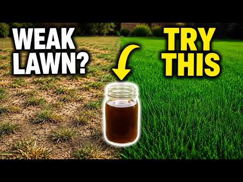 The Forgotten Homemade Lawn Booster That Turns Grass Green Fast