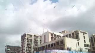 preview picture of video 'Pigeons of Vashi'