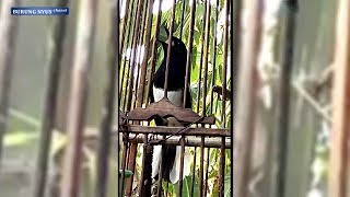 Download lagu Asiknya Kacer Tipe NGEROL !!! mp3 Download lagu Asiknya Kacer Tipe NGEROL !!! mp3