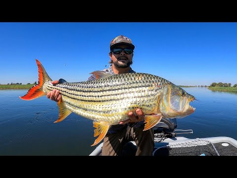 Tiger Fishing - The BIG GIRL That Did Not Getaway 🎣🔥