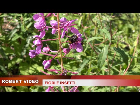 Fiori e insetti 2021 4k