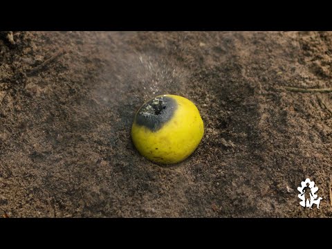 Der Fangschuss im Jagdbetrieb