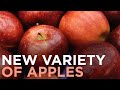 Cosmic Crisp Apple To Debut As New Variety This December