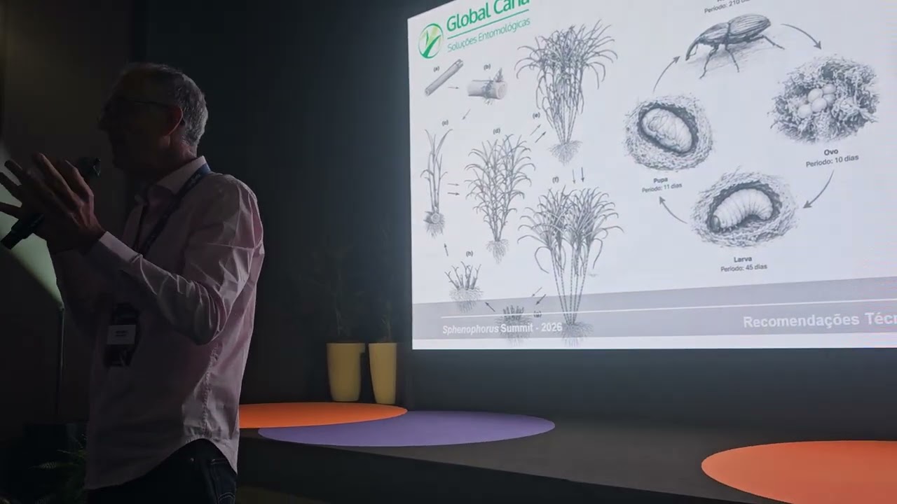 Sphenophorus pode completar até seis gerações por ano nos canaviais