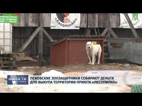 25.03.2019 / Псковские зоозащитники собирают деньги для выкупа территории приюта «Лесопилка»