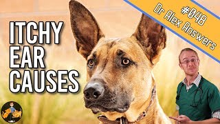 Why Are My Dogs Ears Itchy? - Dog Health Vet Advice