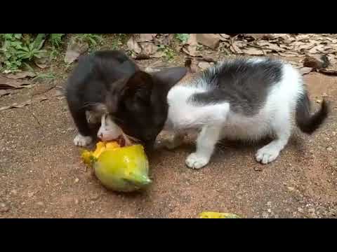cats eating papaya